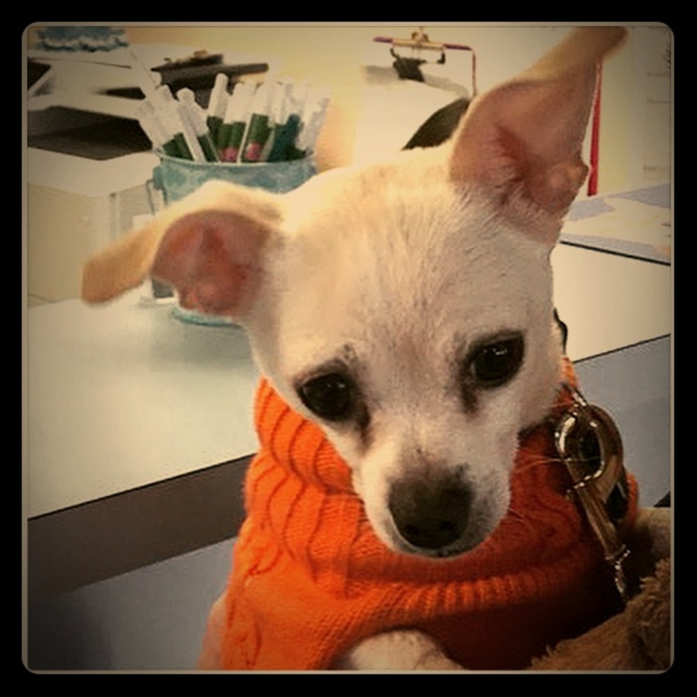 Allergy Alert! Chihuahuas in the house! 😊❤️🐶 - Picture 1 of 6